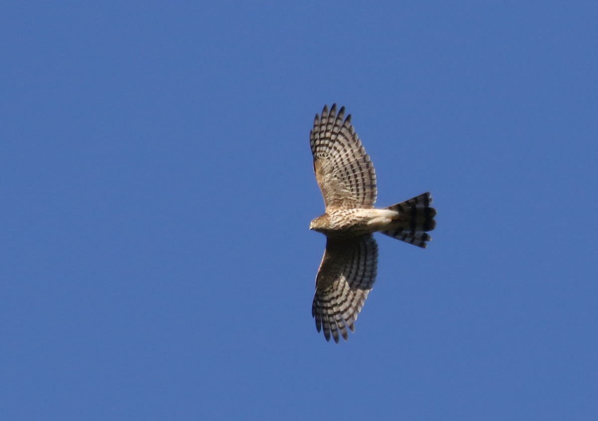 Sharp-shinned Hawk (Northern) - ML383691161