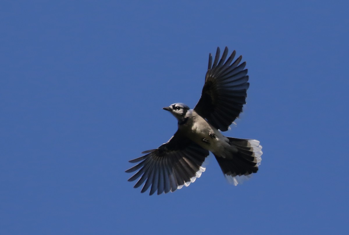 Blue Jay - ML383691241