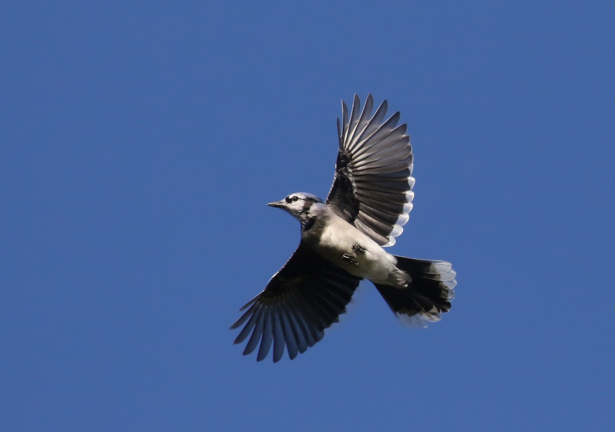 Blue Jay - ML383691251