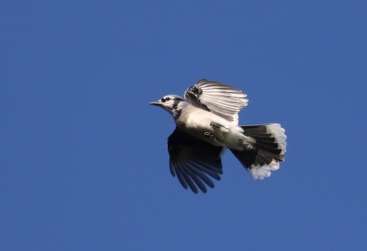 Blue Jay - ML383691271