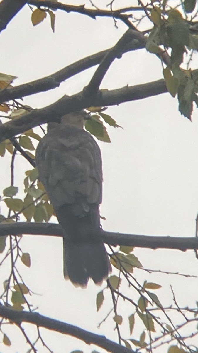 Sharp-shinned Hawk - ML383691391