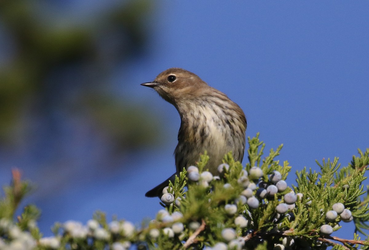 Yellow-rumped Warbler (Myrtle) - ML383691851