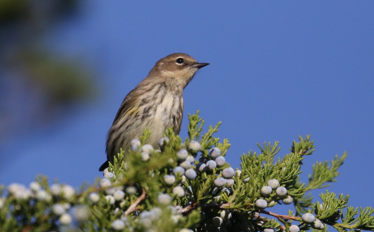 Yellow-rumped Warbler (Myrtle) - ML383691871