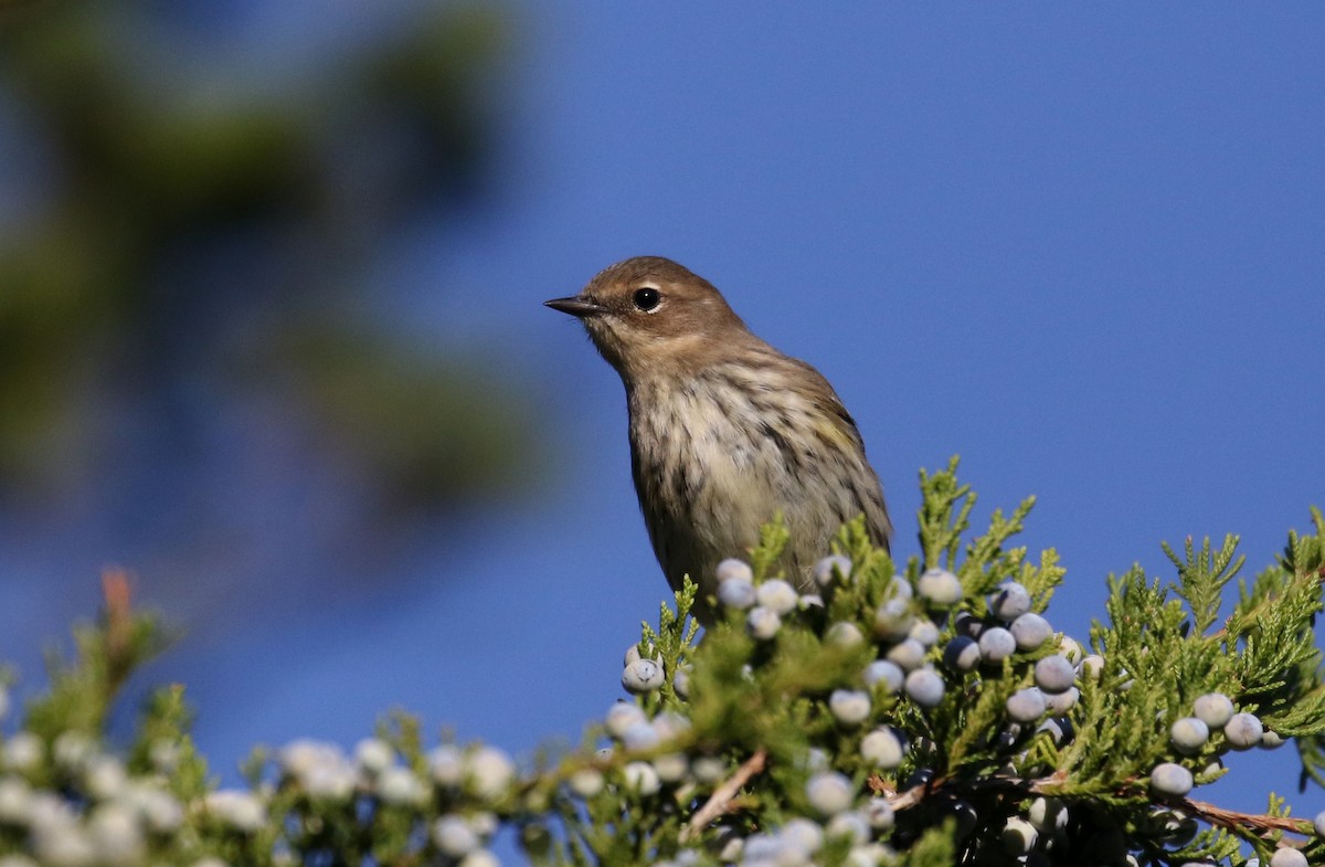 Пісняр-лісовик жовтогузий (підвид coronata) - ML383691881