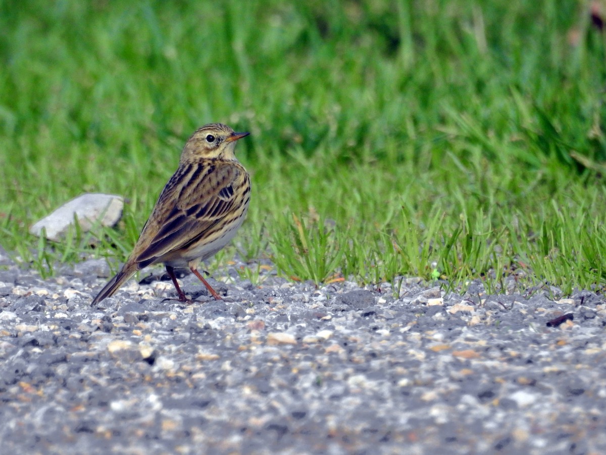 Pispola - ML38369221