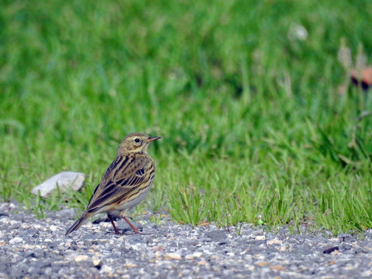 Pispola - ML38369251