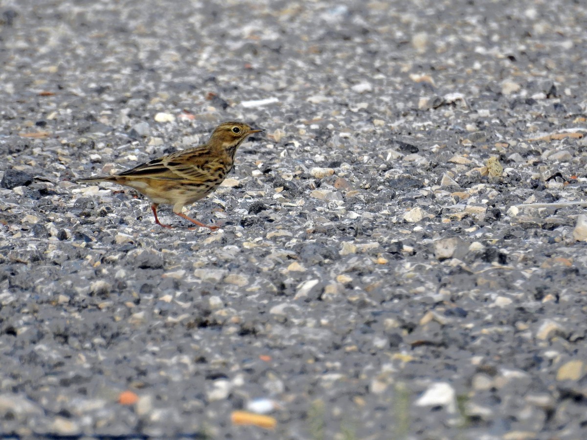 Pispola - ML38369261