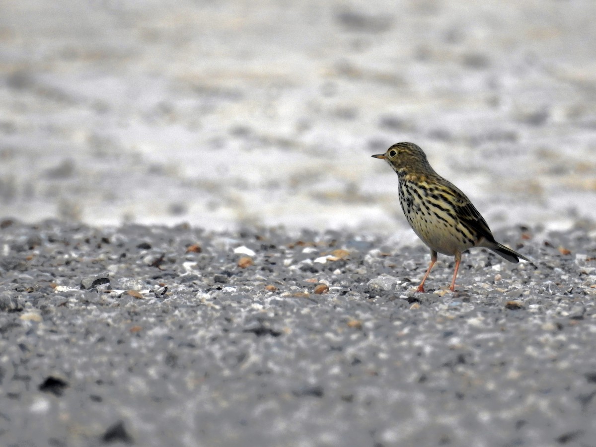 Pispola - ML38369271