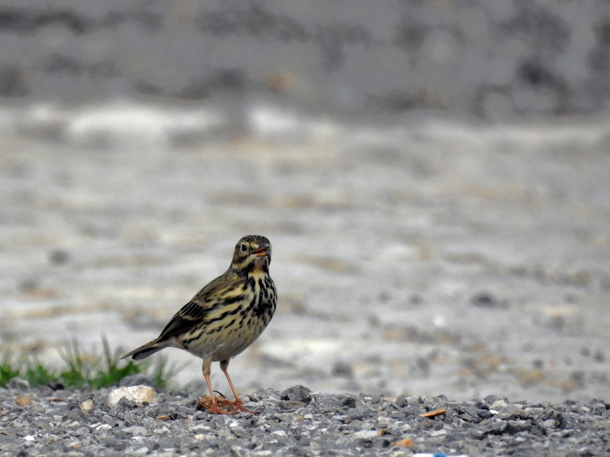 Pispola - ML38369291