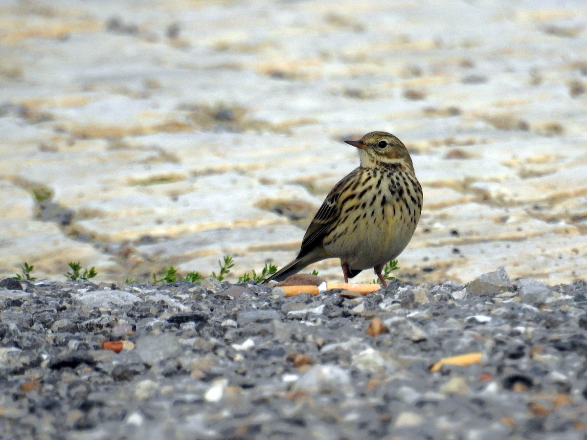 Pispola - ML38369321