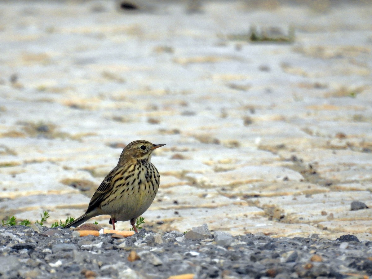 Pispola - ML38369331