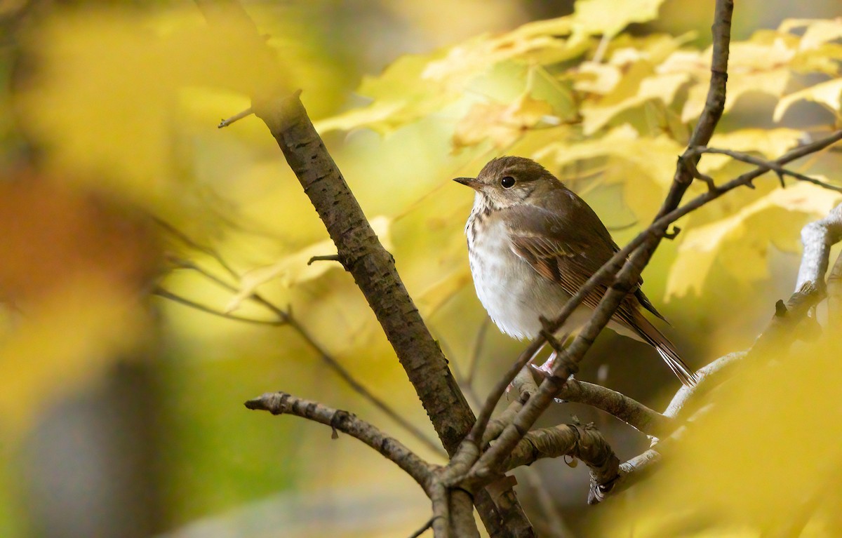 Hermit Thrush - Marc Faucher