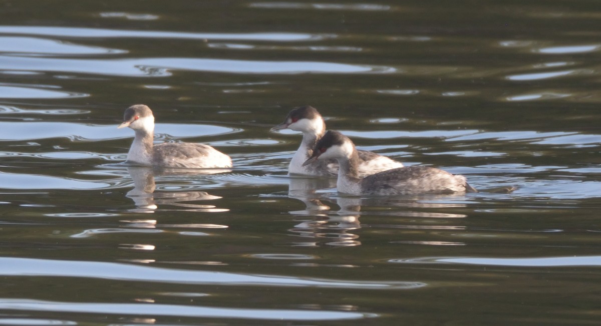 Horned Grebe - ML383693641