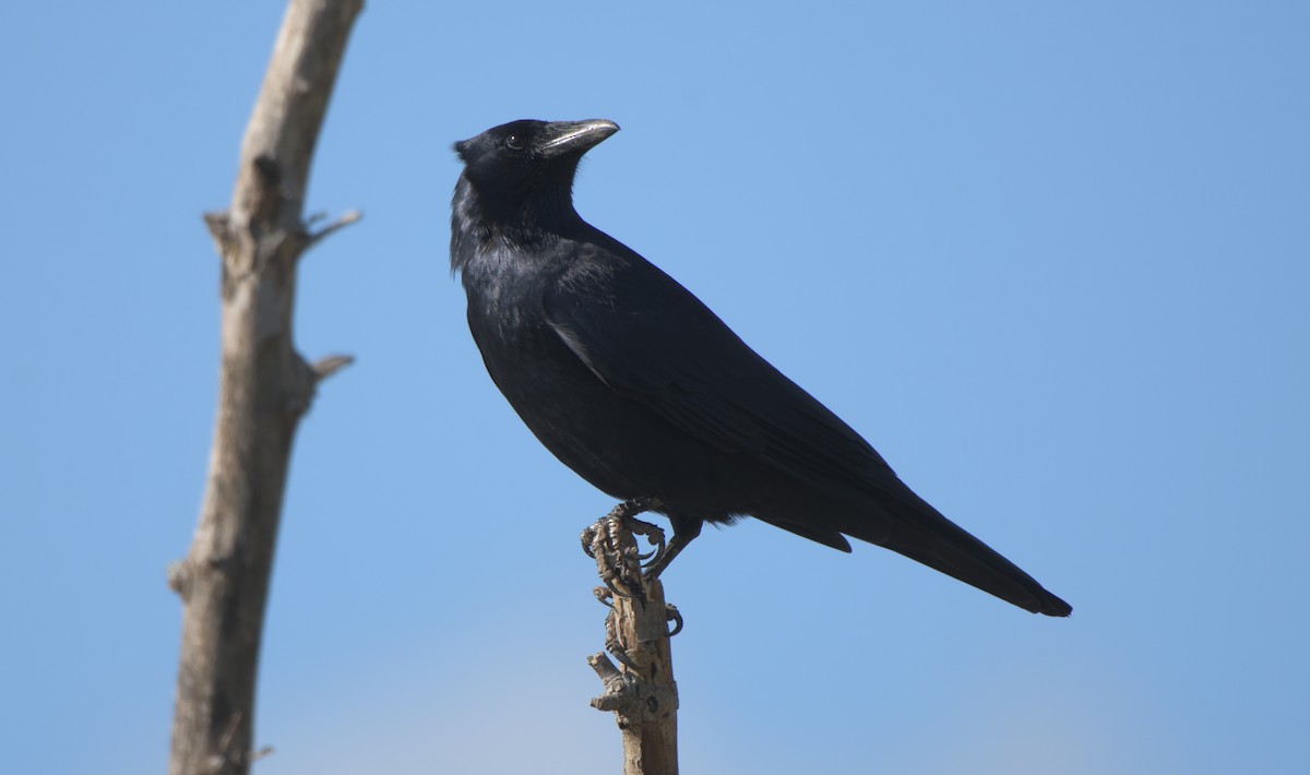 Fish Crow - ML383694821