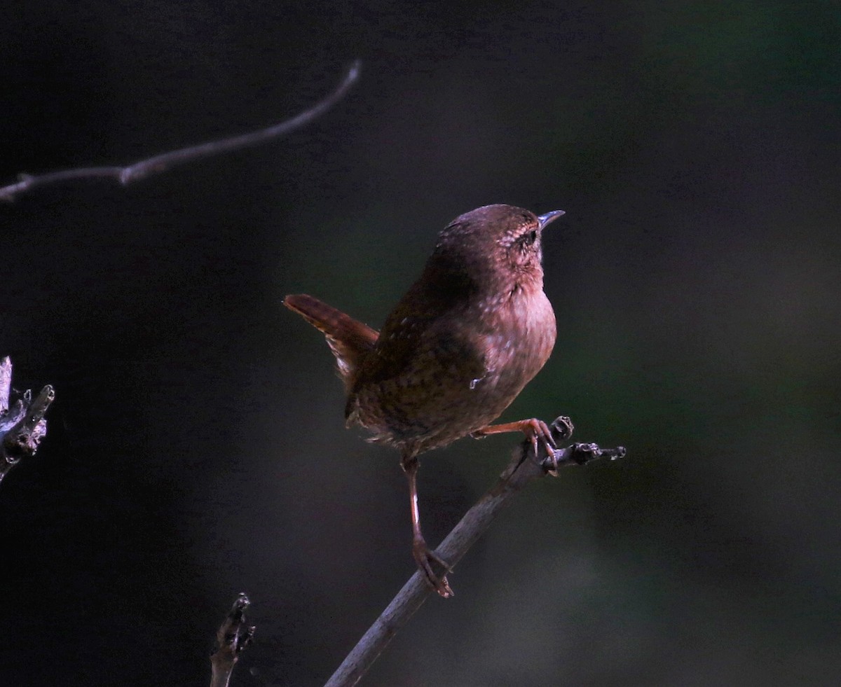 Winter Wren - ML383695471