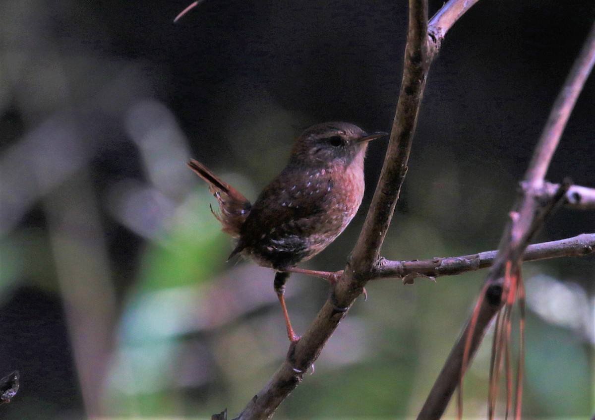 Winter Wren - ML383695481