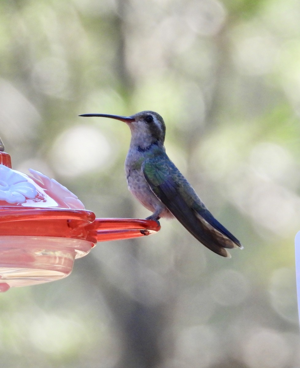 Broad-billed Hummingbird - Lorrie Lowrie