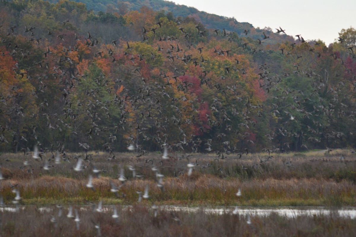 Green-winged Teal - ML383696081