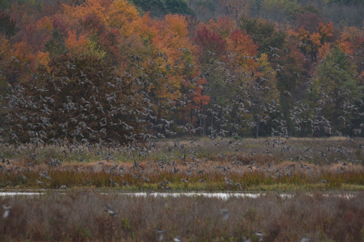 Green-winged Teal - ML383696091