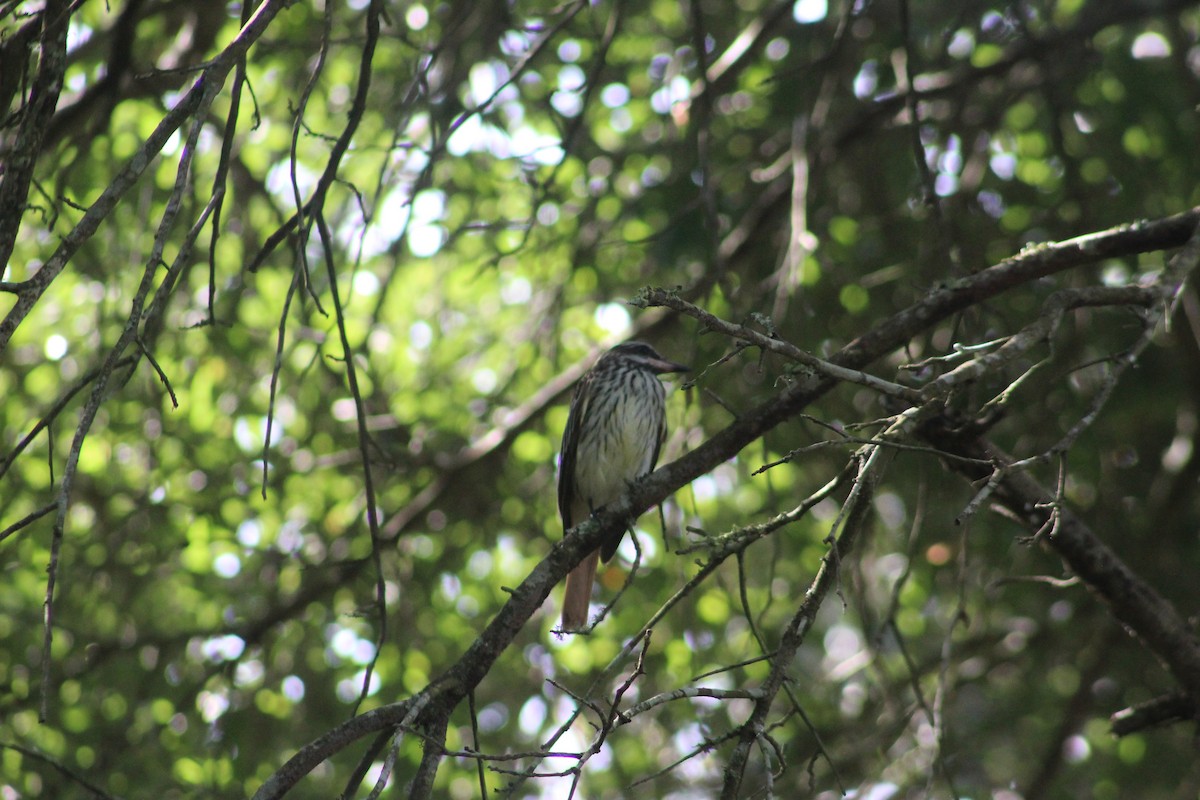 Sulphur-bellied Flycatcher - ML383697711