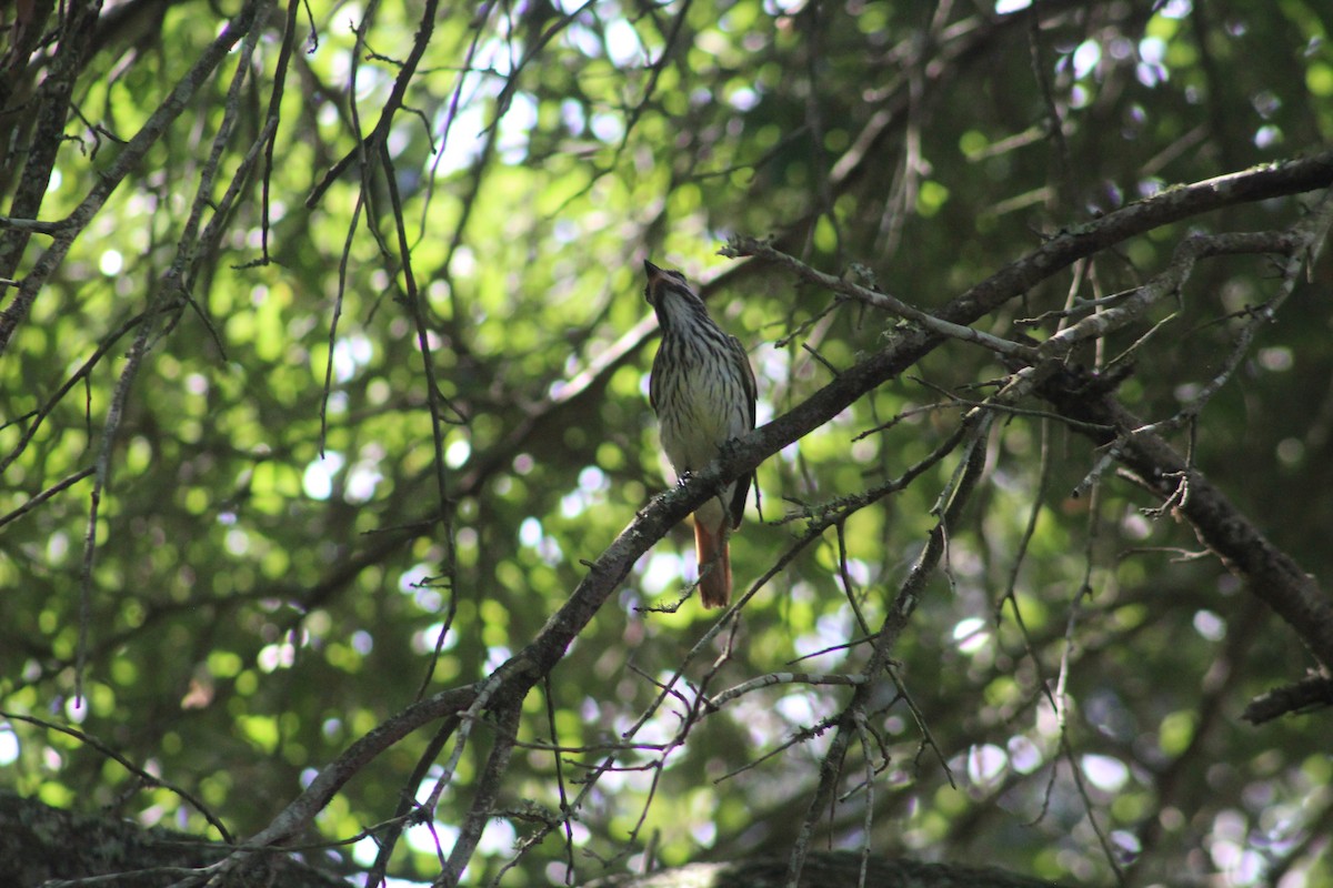 Sulphur-bellied Flycatcher - ML383697741