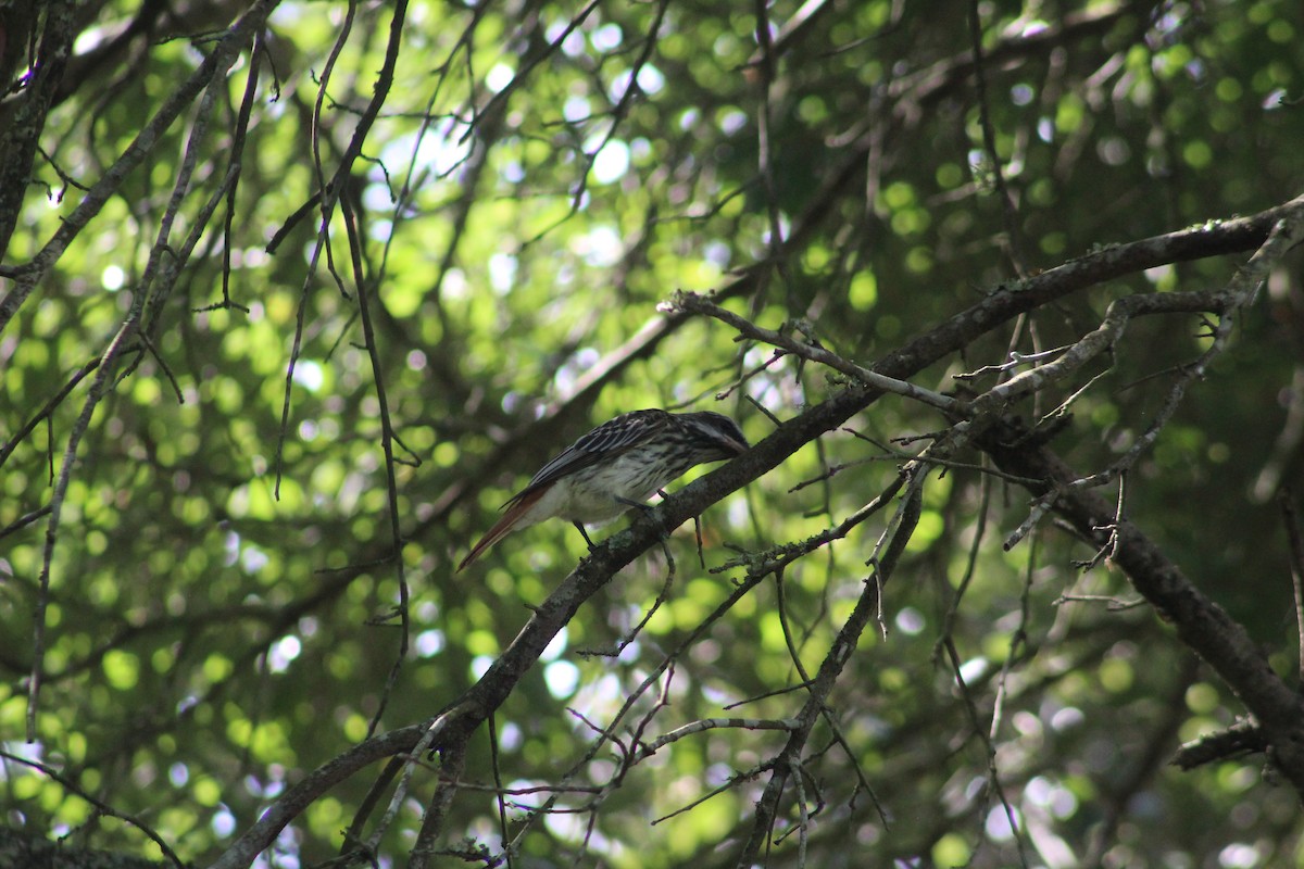 Sulphur-bellied Flycatcher - ML383697821