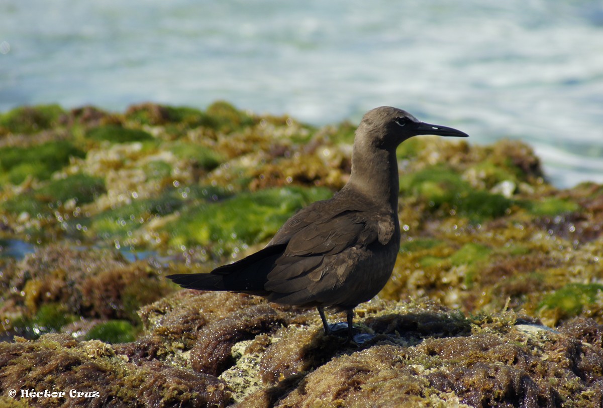 Brown Noddy - ML38369841