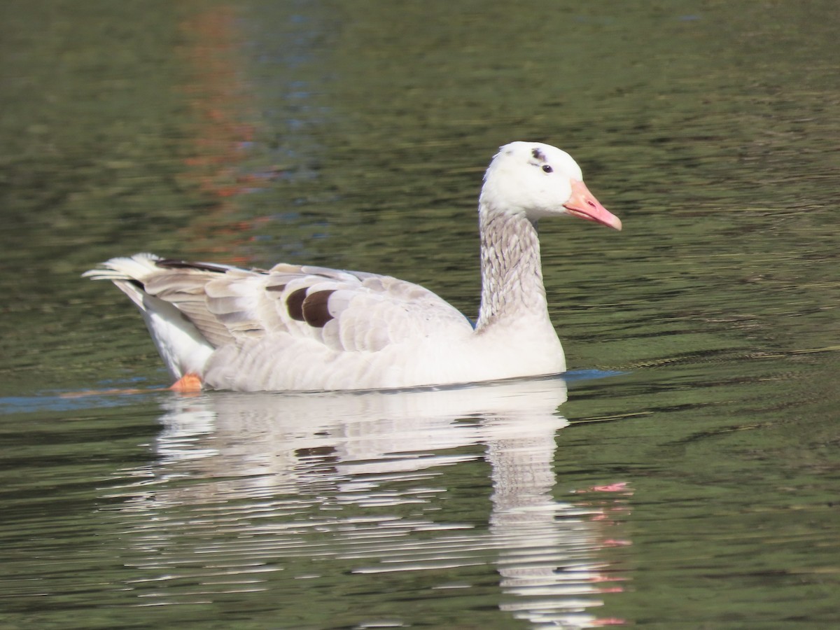 tanımsız kaz (Anser/Branta sp.) - ML383698631