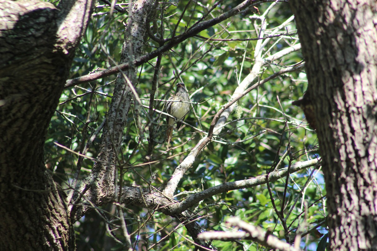 Sulphur-bellied Flycatcher - ML383699301