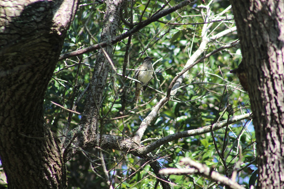 Sulphur-bellied Flycatcher - ML383699361