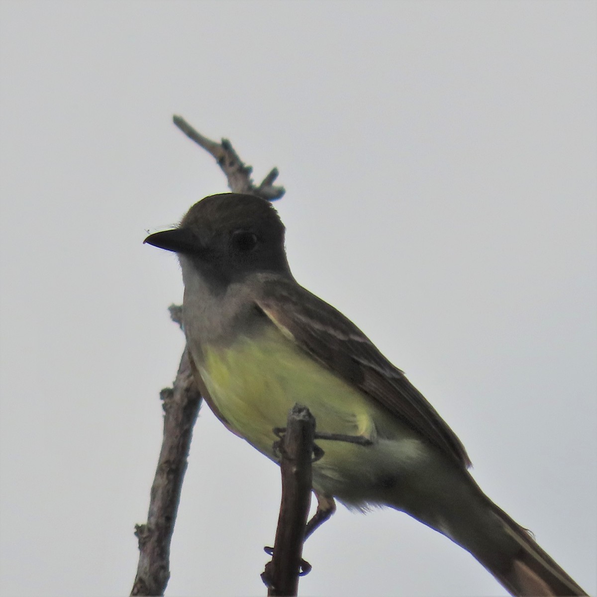 Great Crested Flycatcher - ML383700281