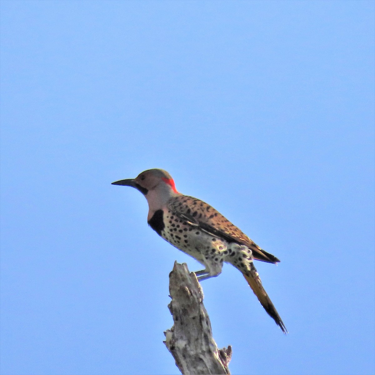 Northern Flicker (Yellow-shafted) - ML383700351