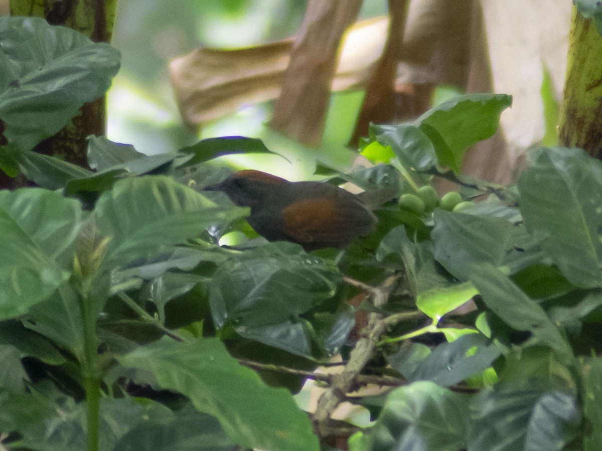 Slaty Spinetail - CARLOS ARIEL LOPEZ ZULETA