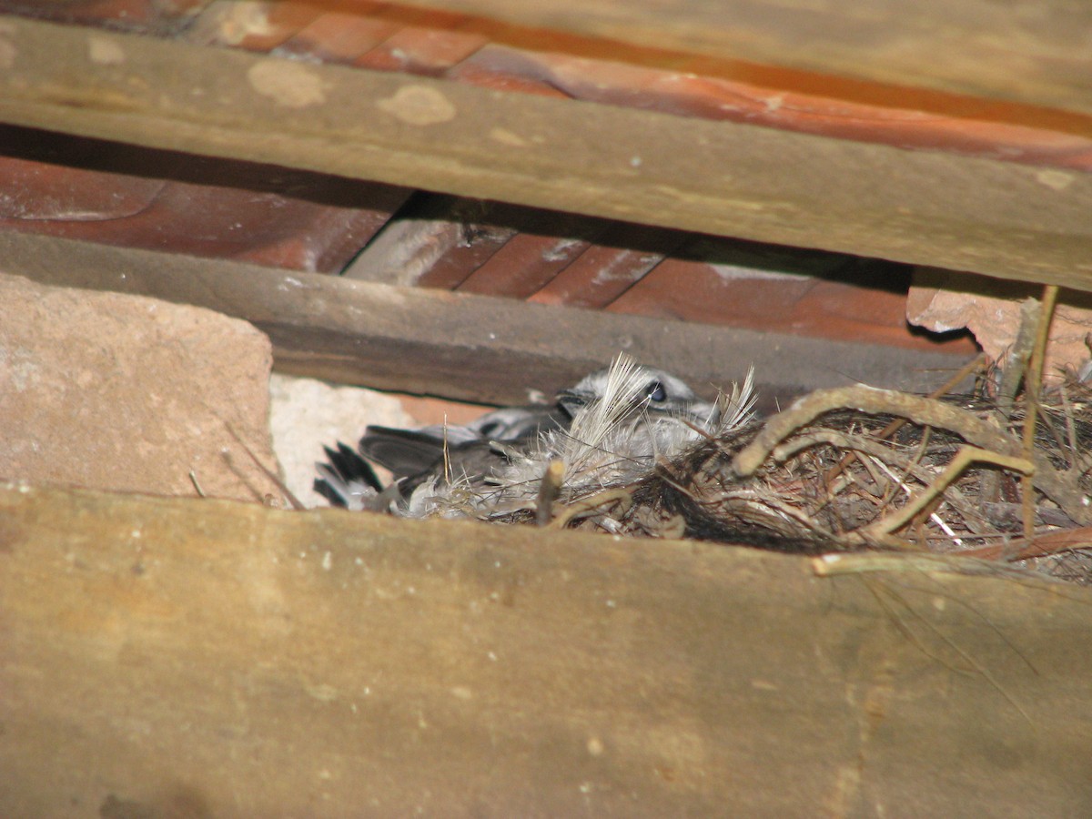 White-rumped Monjita - ML383701171