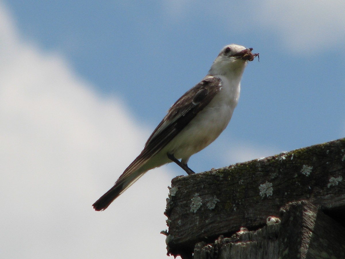 White-rumped Monjita - ML383701211