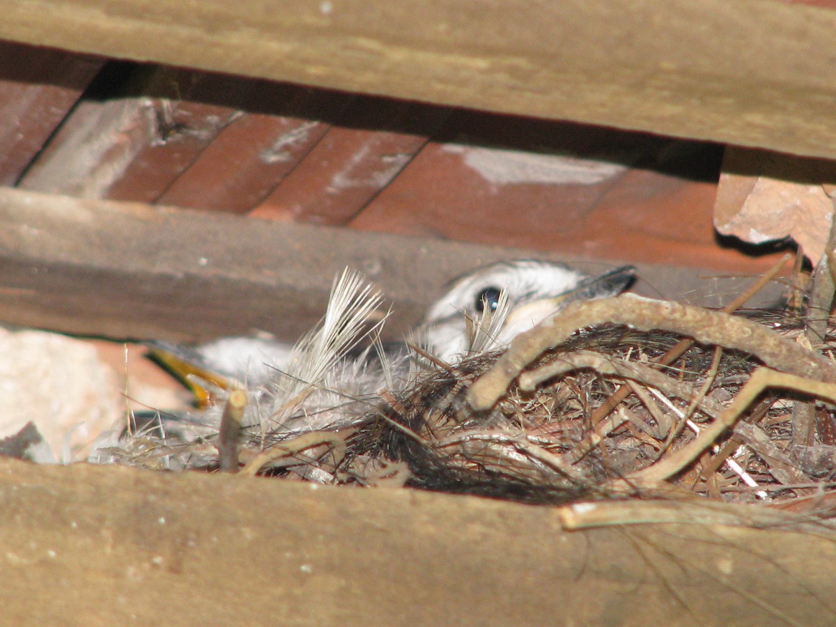 White-rumped Monjita - ML383701361
