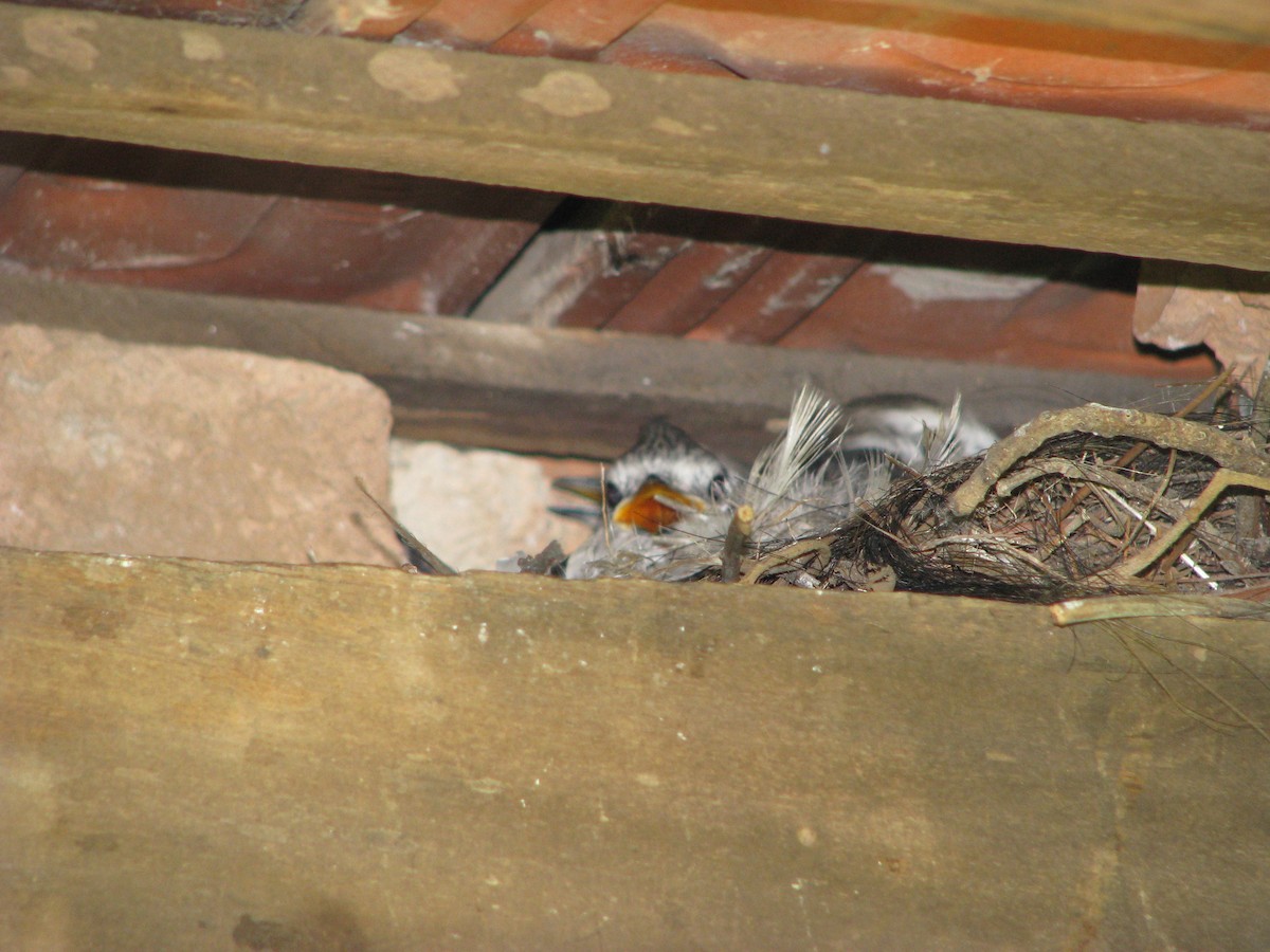 White-rumped Monjita - ML383701511
