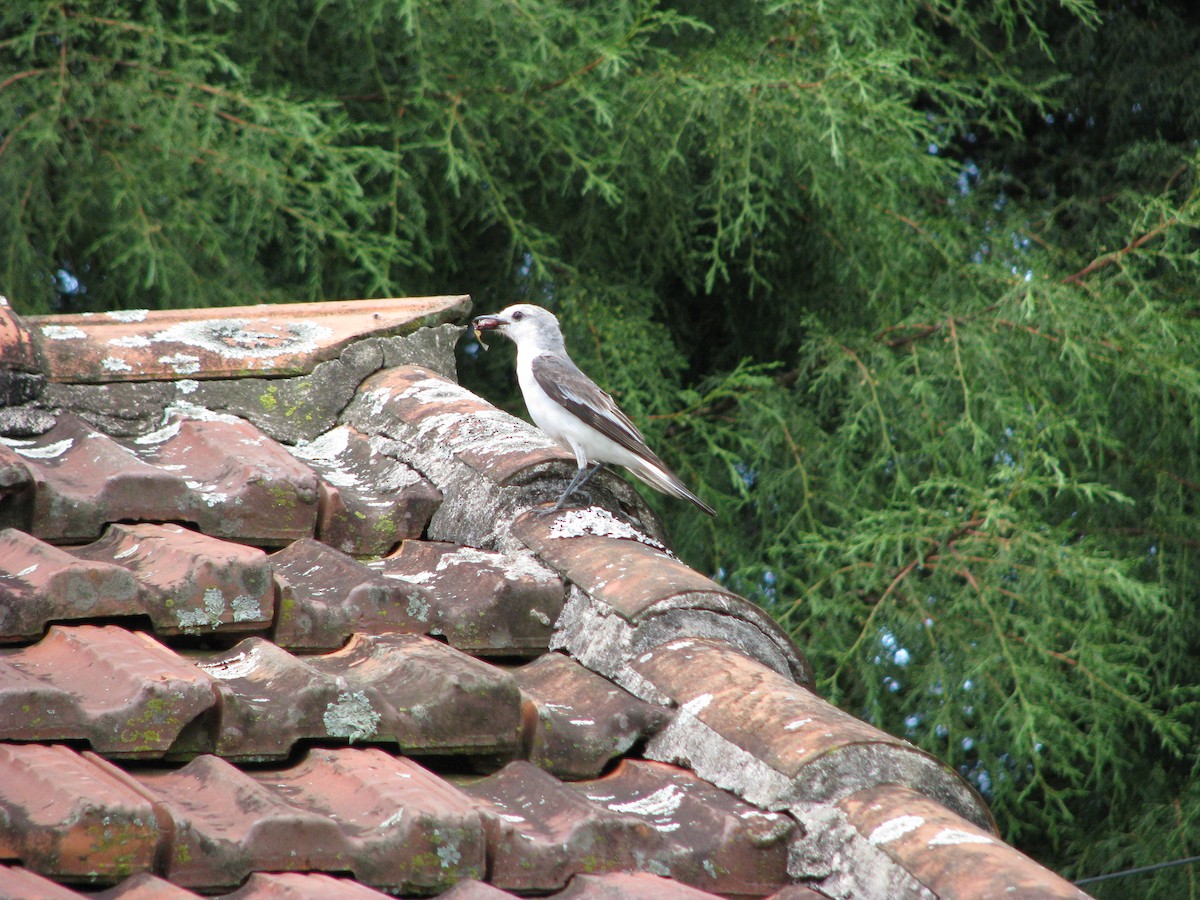 White-rumped Monjita - ML383701601