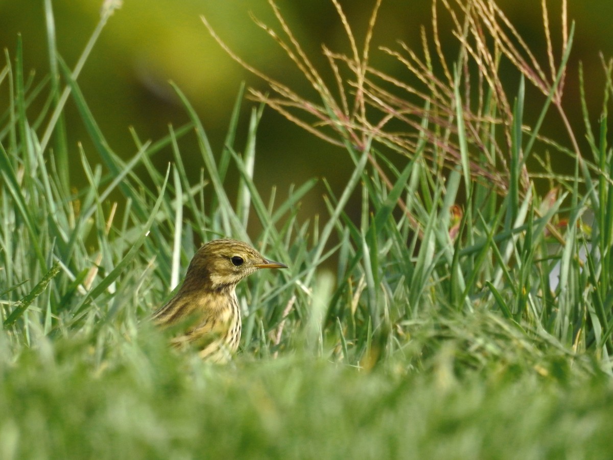 Pispola - ML38370201