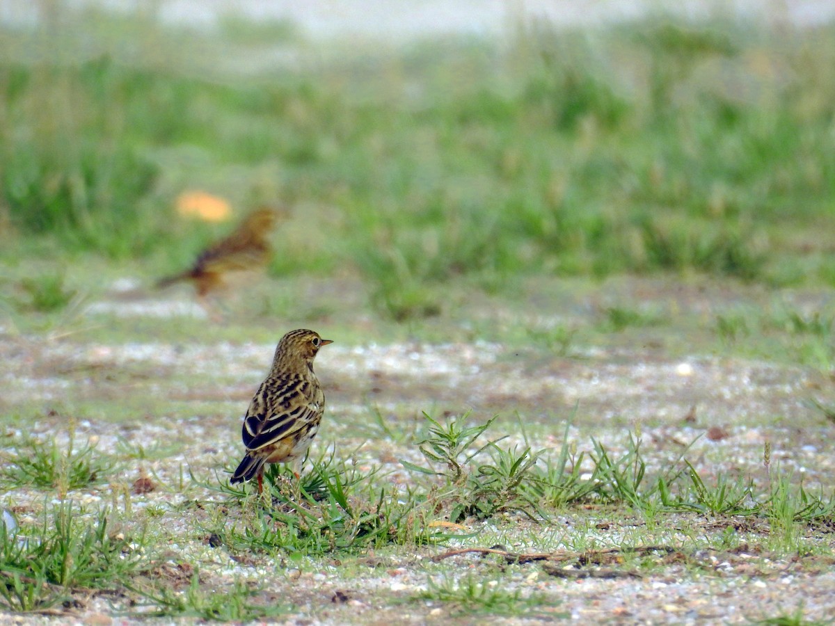 Pispola - ML38370251