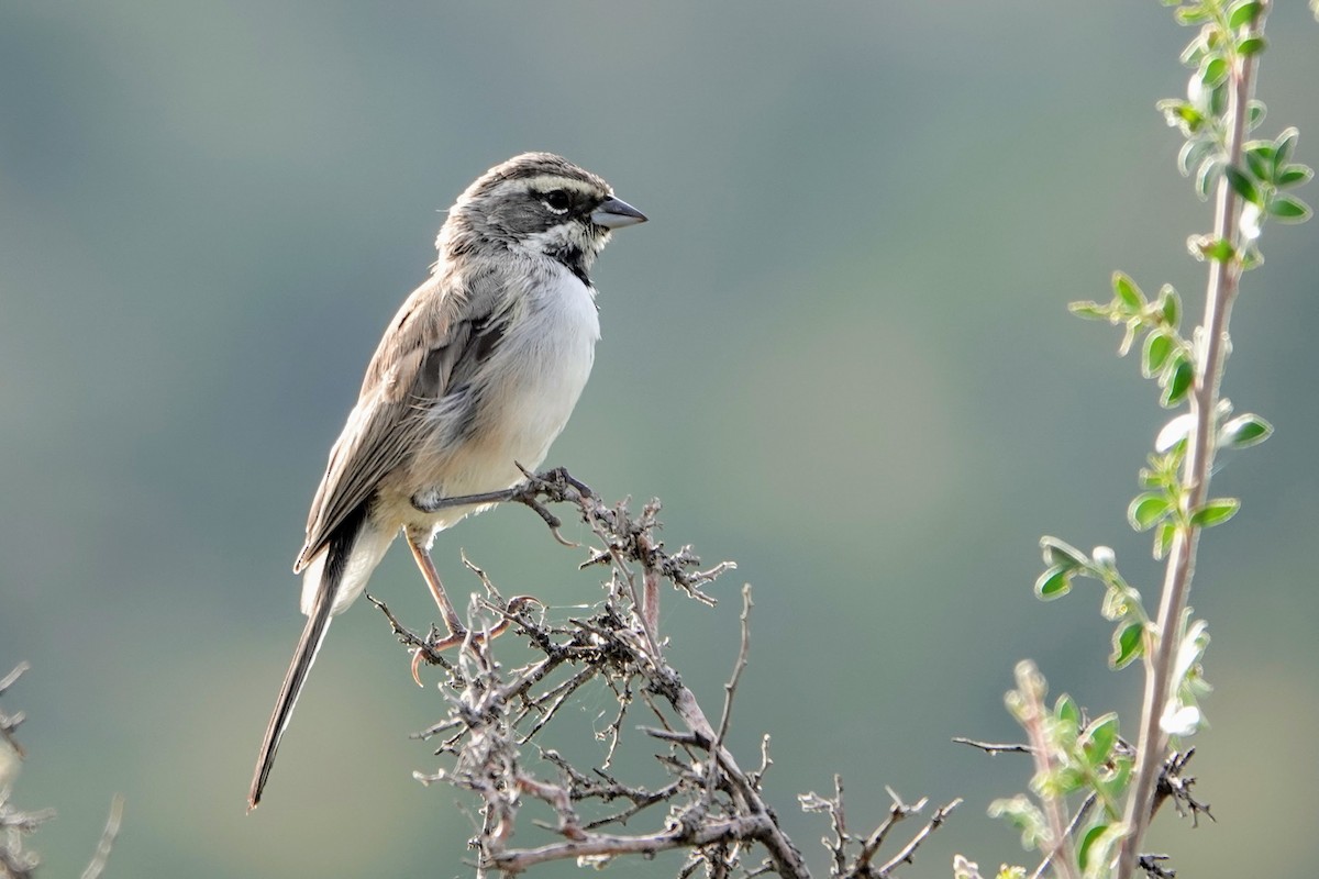 Black-throated Sparrow - ML383702691