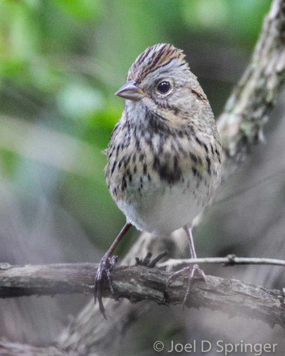 Lincoln's Sparrow - ML383703251