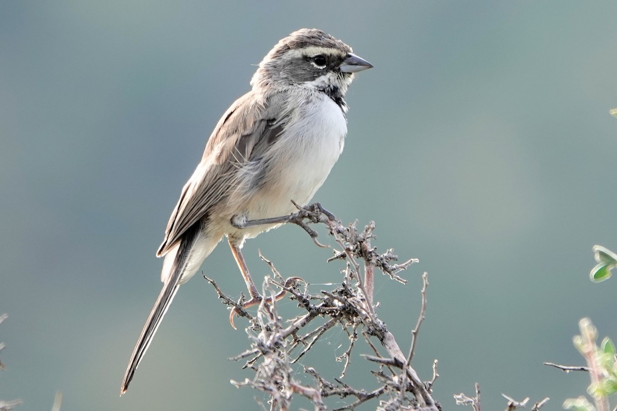 Black-throated Sparrow - ML383704581