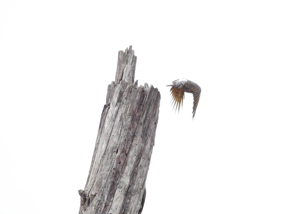 Northern Flicker (Yellow-shafted) - Guy Moseley