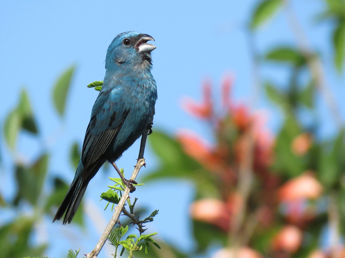 Glaucous-blue Grosbeak - Raphael Kurz -  Aves do Sul