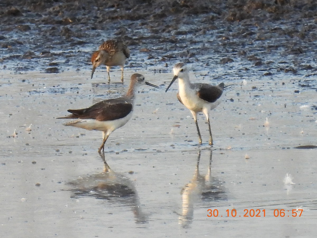 Marsh Sandpiper - Trevor Oliver