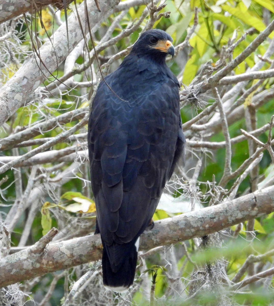 Common Black Hawk - ML383709941