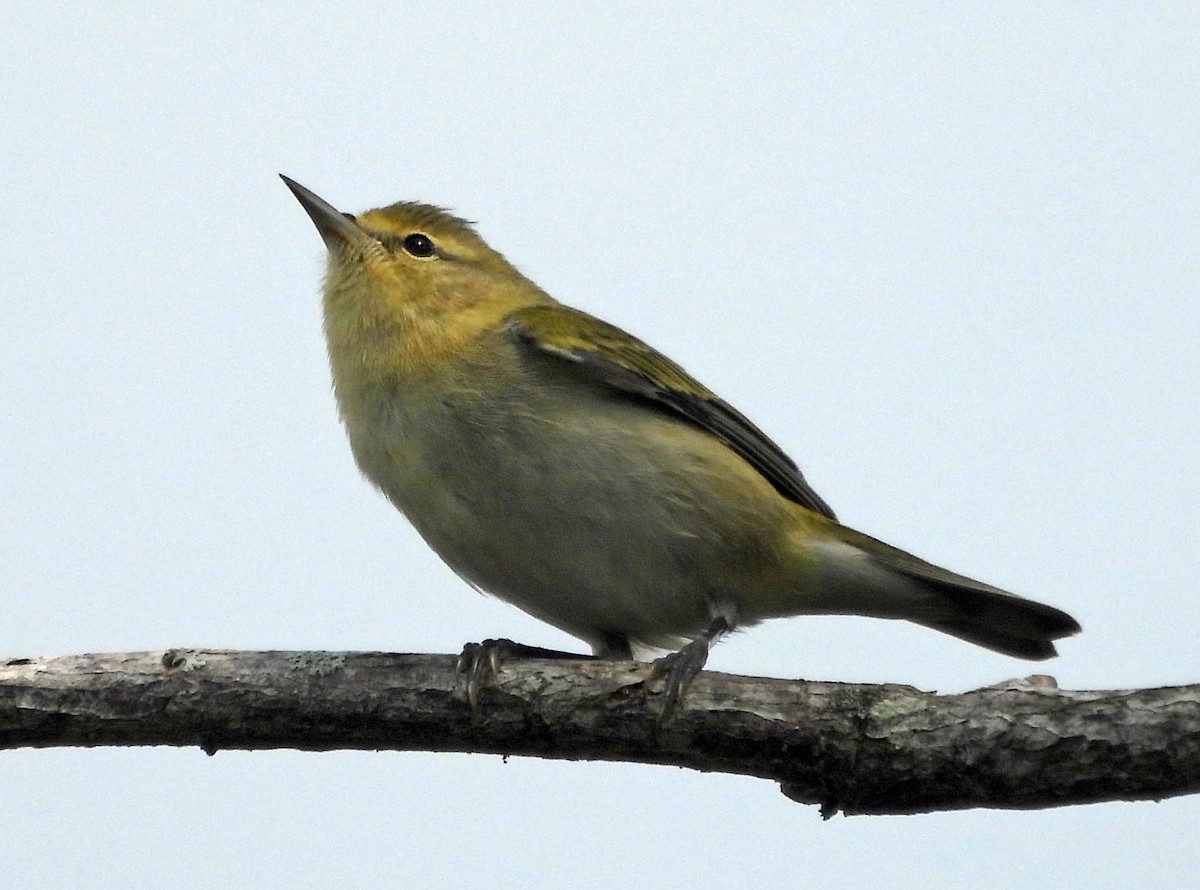 Tennessee Warbler - ML383710041