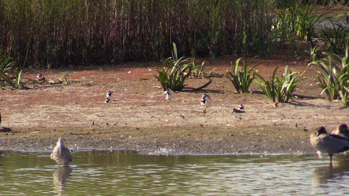 Black-fronted Dotterel - ML383711001