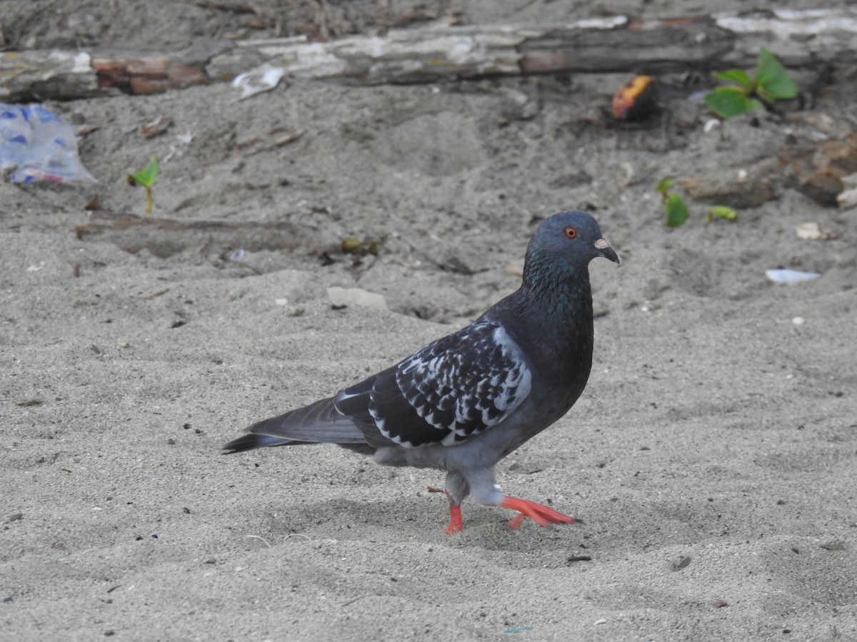 Pigeon biset (forme domestique) - ML383711641